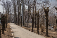 Общий вид на аллею