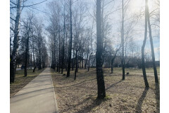 Сквер и березовая аллея по улице Белинского